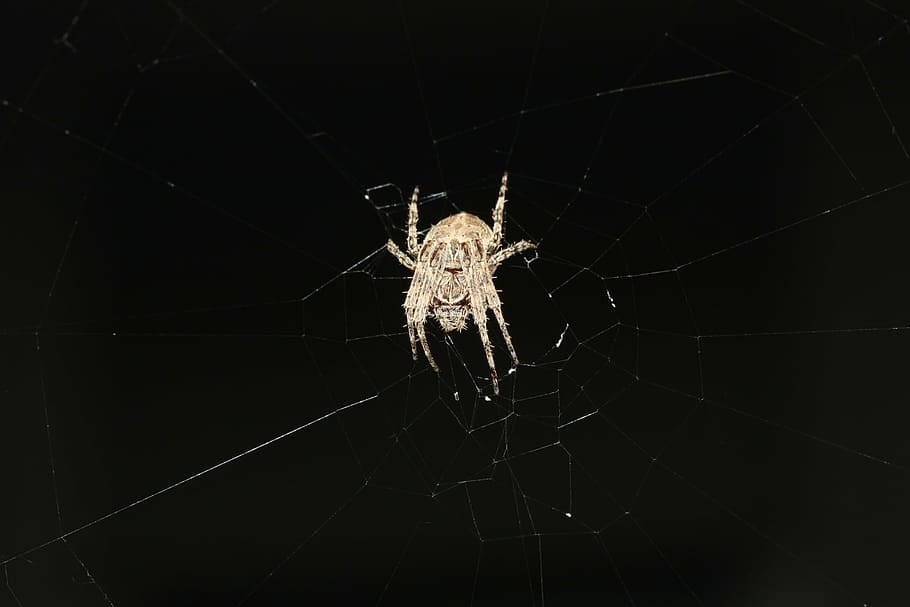 spider, network, nature, arachnids, close, legs, insect, arachne HD wallpaper