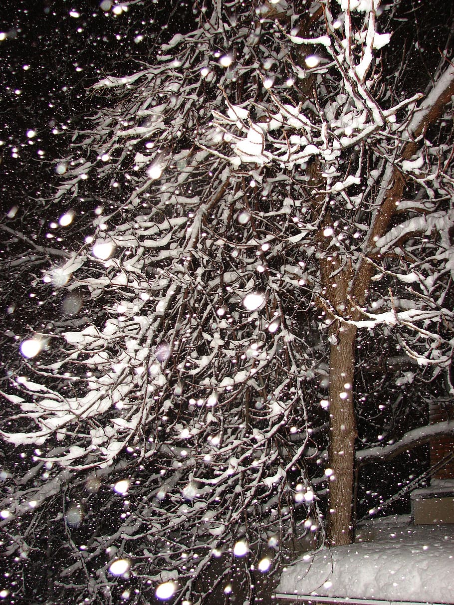 flake, snow, fall, winter, white, ice, cold, tree, no people HD wallpaper