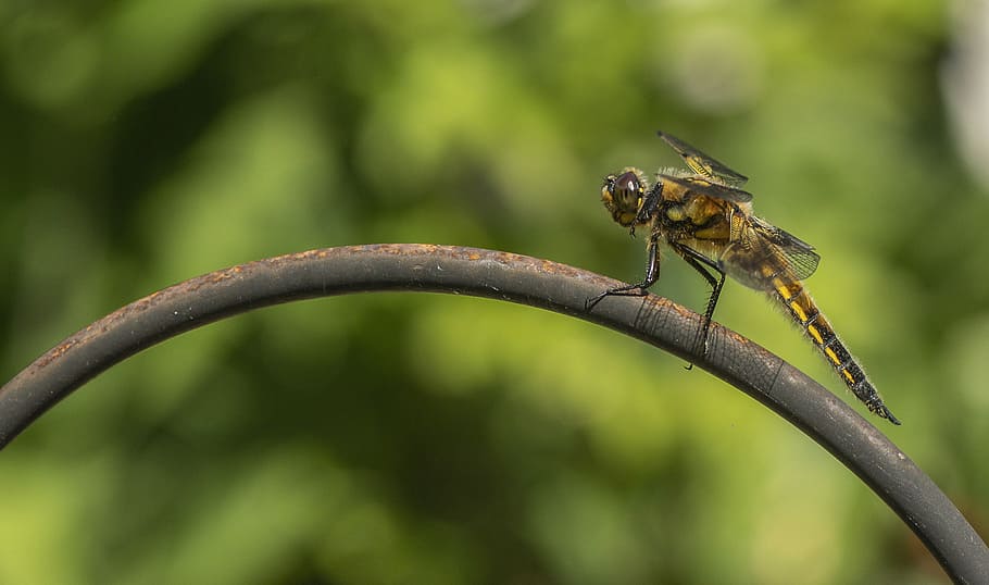 dragonfly, garden, insect, close, nature, photography, macro HD wallpaper