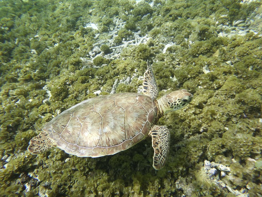 turtle, guadeloupe, caribbean, animals in the wild, animal wildlife, HD wallpaper