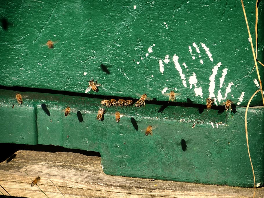 bees, bees box, flight, green color, no people, text, day, metal HD wallpaper