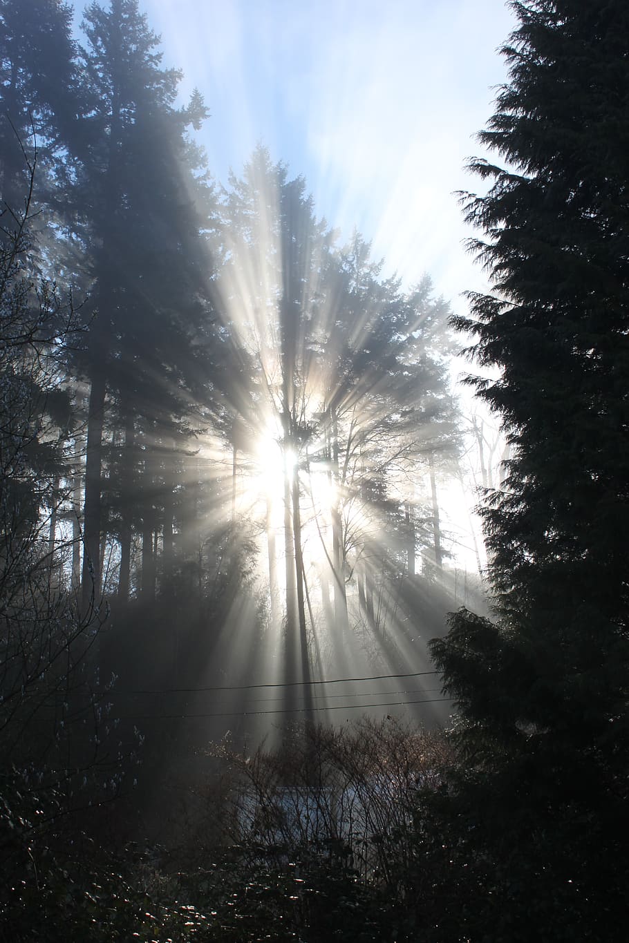 nature, trees, sun, forest, light, sky, sunlight, outdoor, natural HD wallpaper