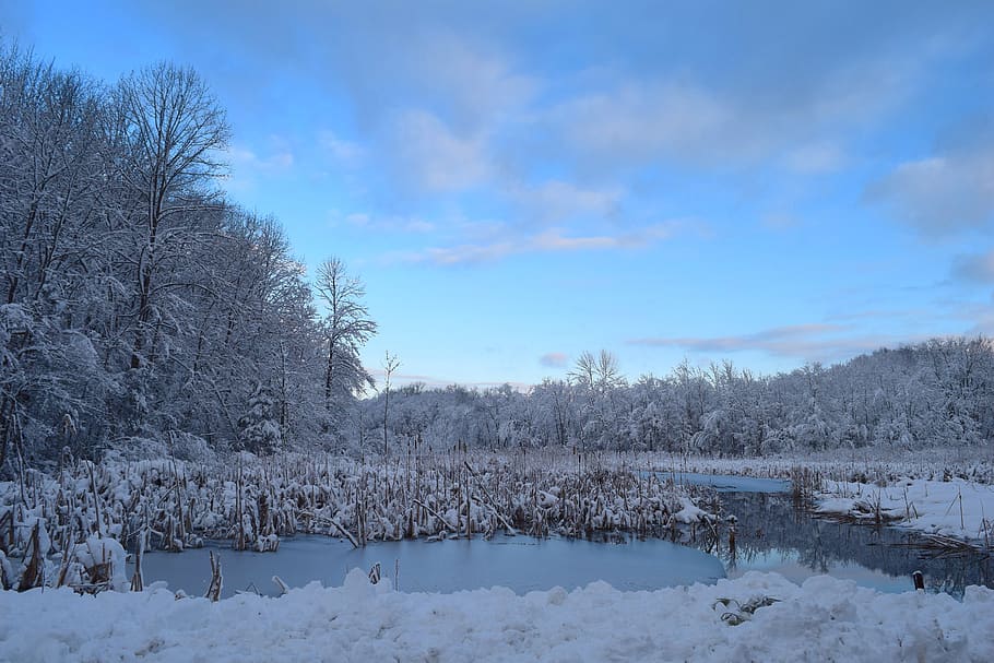 landscape, snow, water, winter, tree, cold, frost, nature, forest HD wallpaper