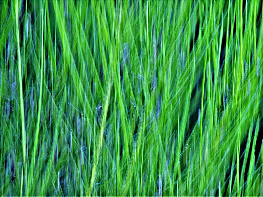 textures, plants, green, green color, backgrounds, full frame HD wallpaper