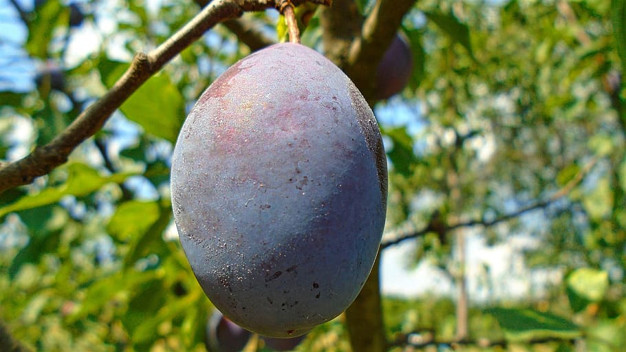 plum, focus, fruit, purple, tree, plant, healthy eating, food HD wallpaper