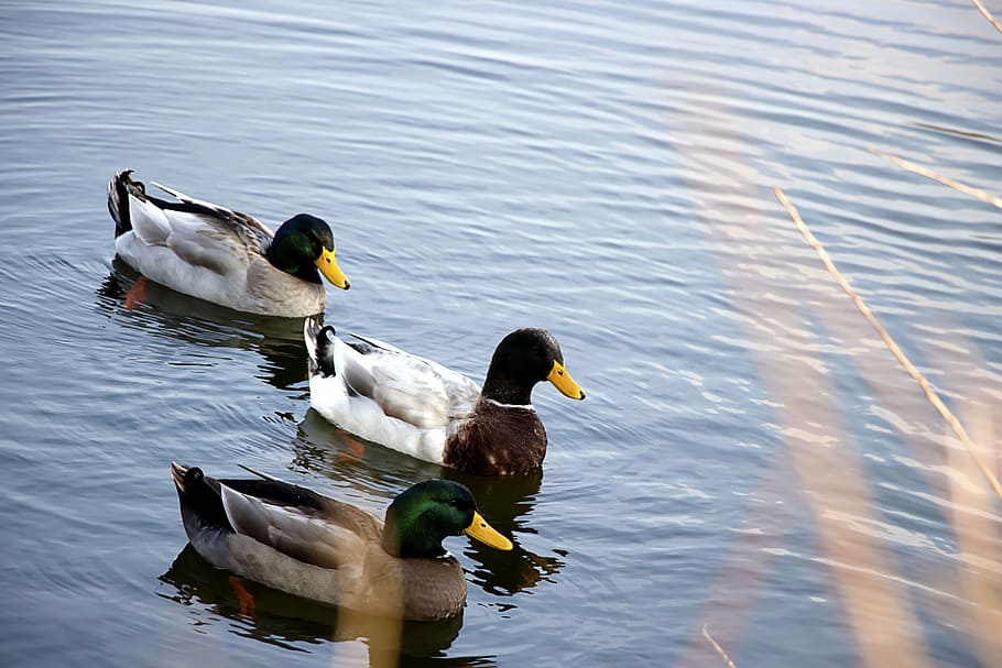 nature, duck, river, landscape, family, meaning, love, reflections HD wallpaper