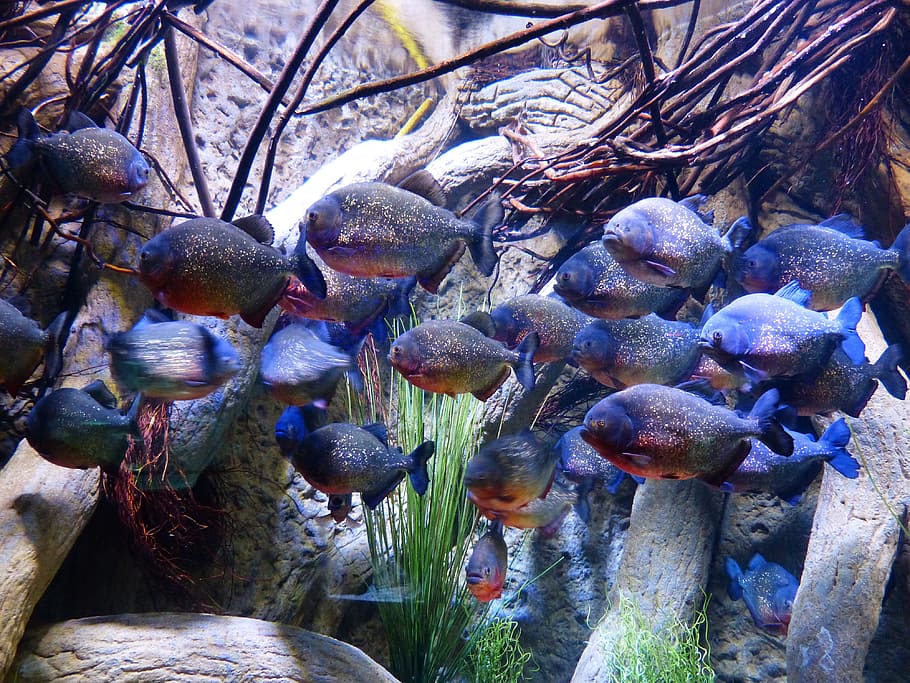 school of blue fishes, piranhas, aquarium, saw tetra, serrasalmidae, HD wallpaper