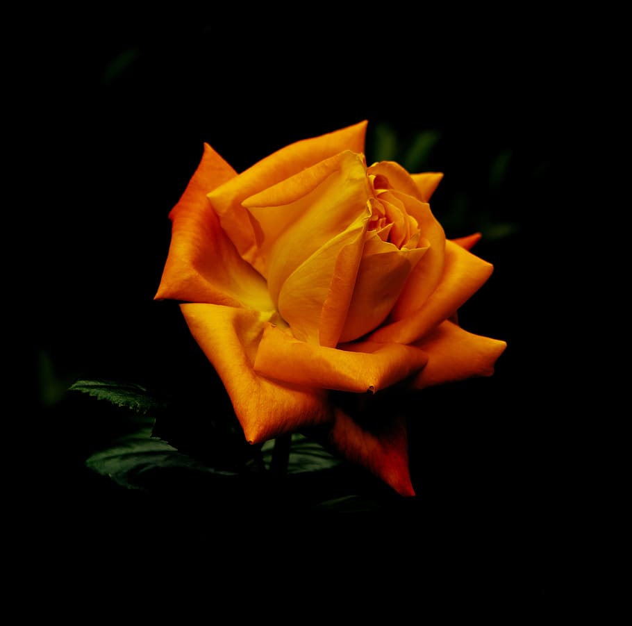 flowers, rosa, orange, flowering plant, petal, fragility, inflorescence HD wallpaper