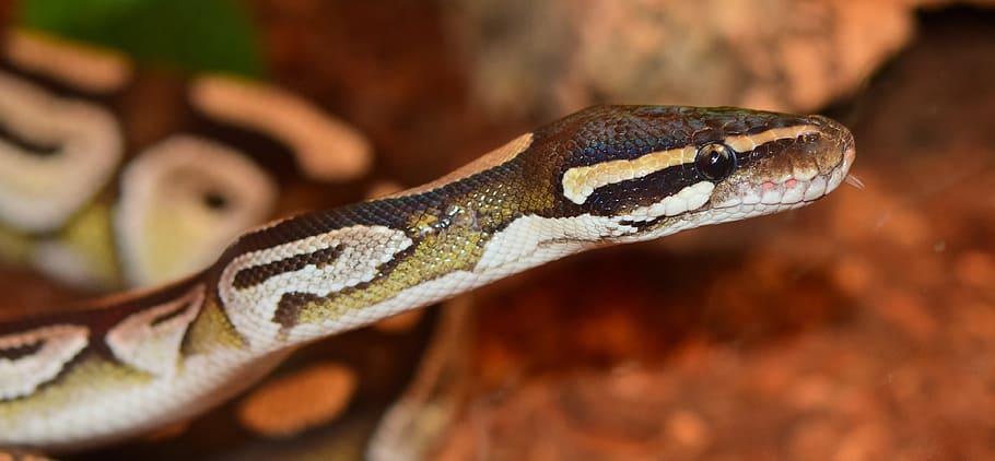 king python, mojave, snake, constrictor, animal, scale, beauty HD wallpaper