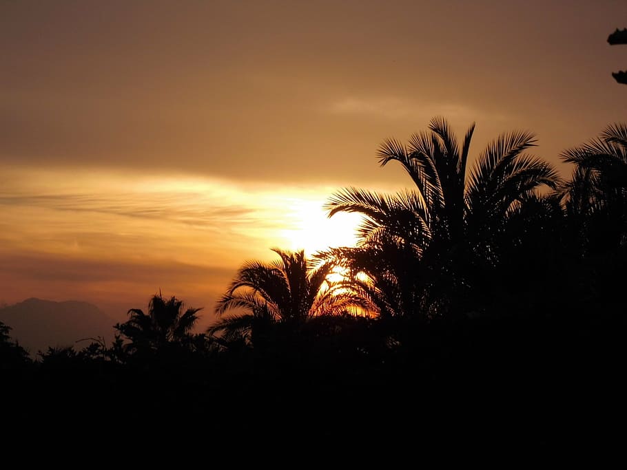 sun, sunset, palm trees, afterglow, holiday, sky, sea, evening sky HD wallpaper