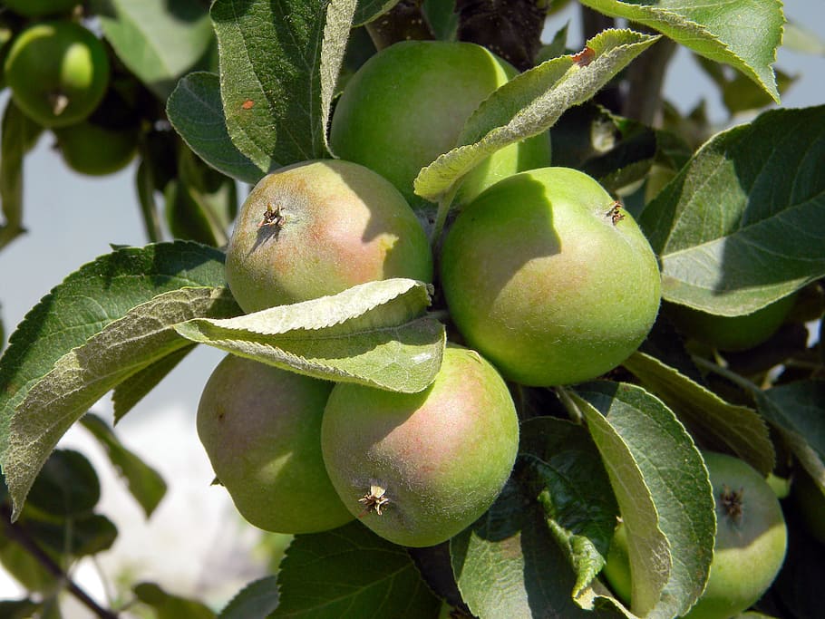 apple tree, apples, harvest, fruit, summer, leaves, fruity garden HD wallpaper