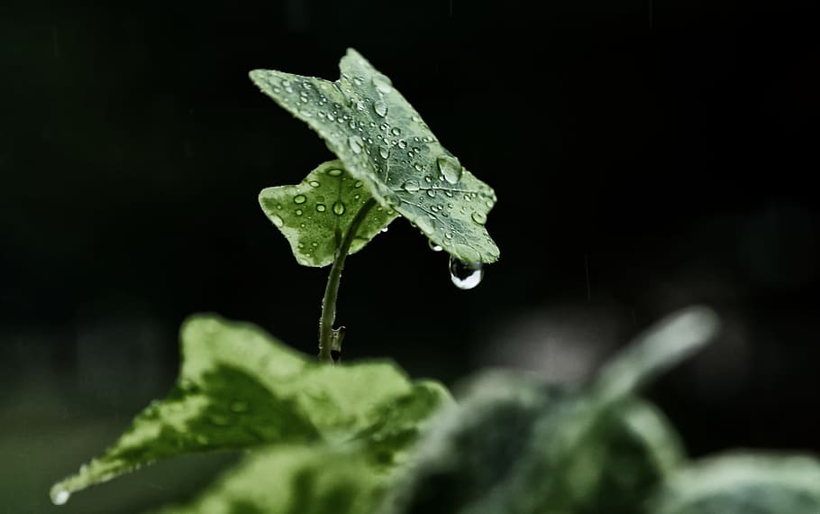 morning dew on green leaf, rain, winters, nature, ivy, tree leaf HD wallpaper
