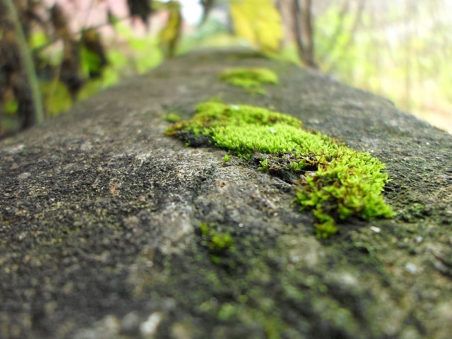 Grass, Wall, Cement, Plant, Natural, botanical, organic, botany HD wallpaper