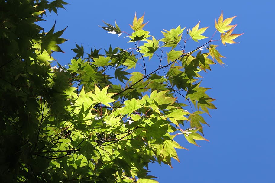 Summer, Maple, Leaves, Tree, Plant, green, foliage, growth HD wallpaper