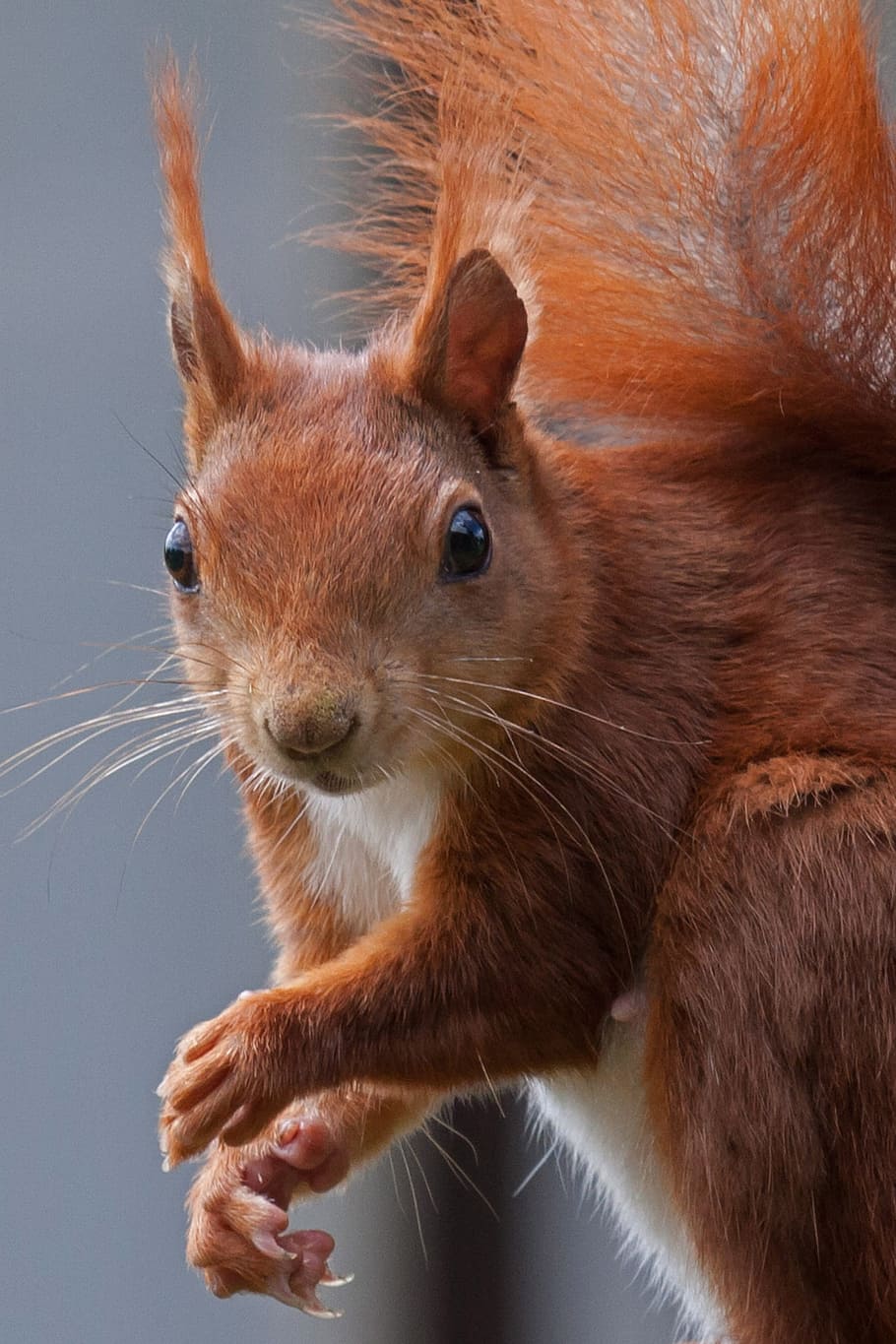 brown squirrel closeup photo, nature, possierlich, verifiable kitten, HD wallpaper