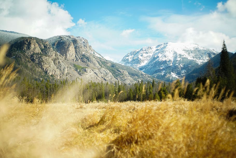 field of brown grasses within mountain range, mountain, meadow HD wallpaper