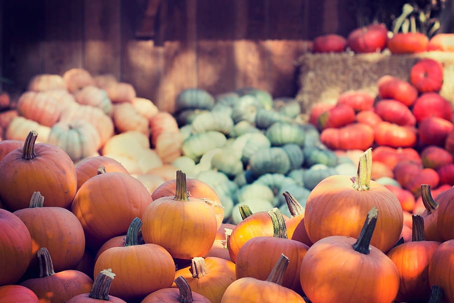 halloween, pumpkins, orange, green, red, colorful, squash, vegetable HD wallpaper
