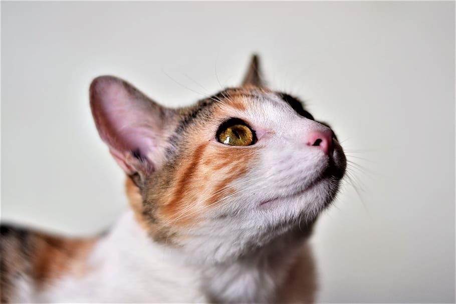 cats, animals, pets, kitten, domestic, cat eyes, one animal HD wallpaper