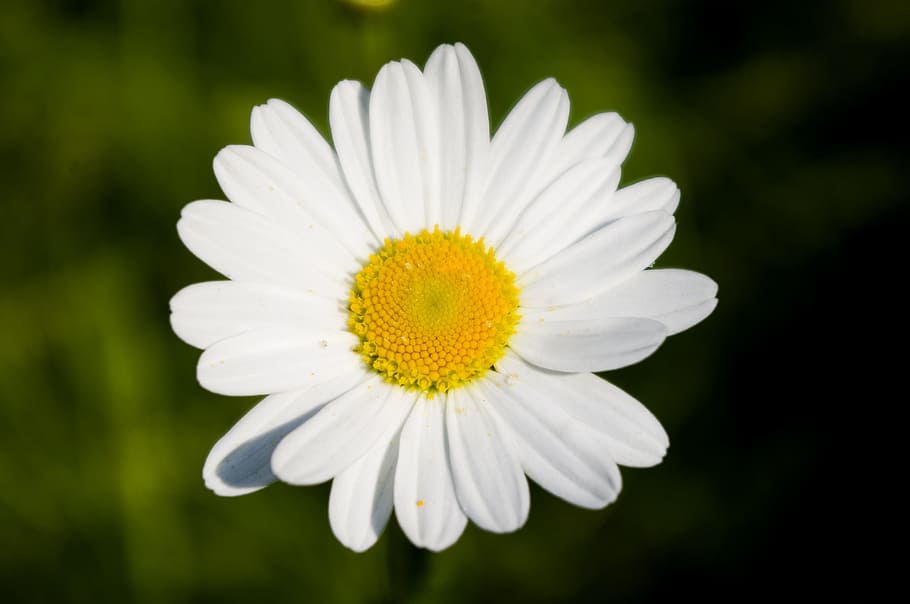 Daisy, Flower, White, Yellow, Plant, nature, spring, floral HD wallpaper