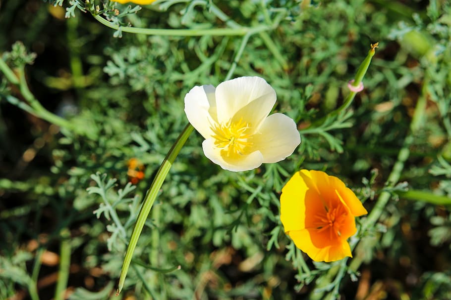 color, flower, flora, orange, yellow, colorful, summer, botany HD wallpaper