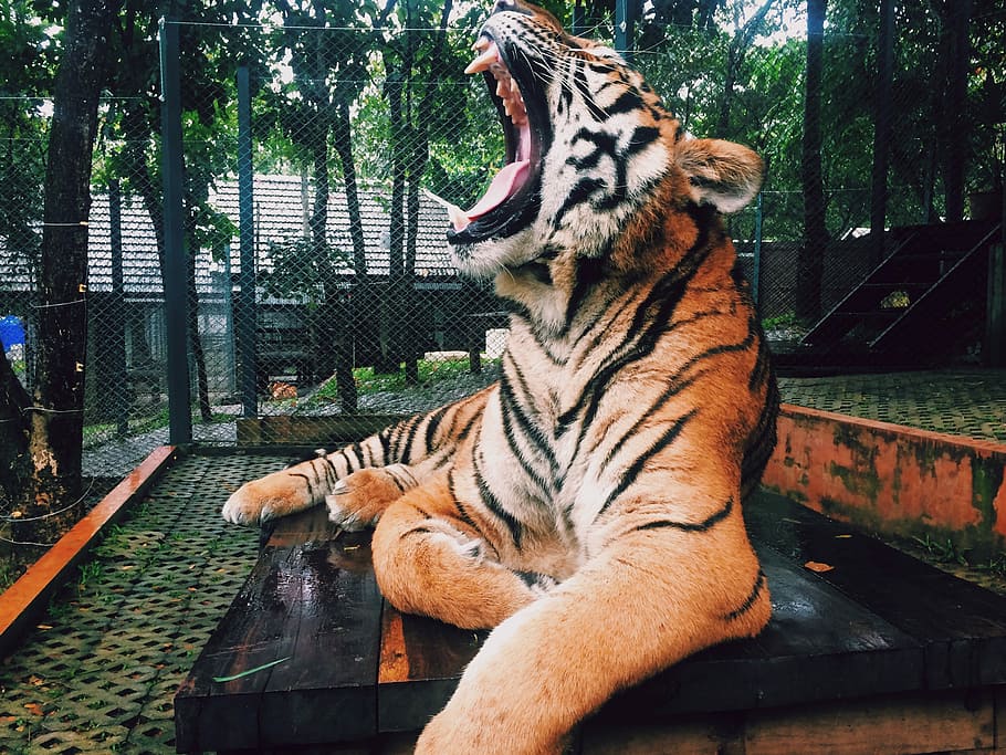 brown Tiger on black wooden table, animal, nature, carnivore HD wallpaper