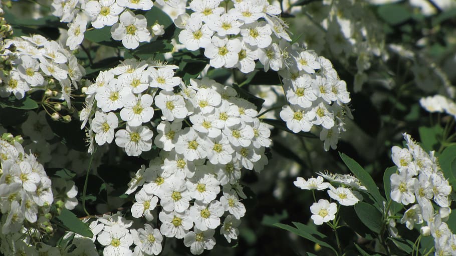 spring, inflorescence, flower, white, blooming, bush, garden HD wallpaper