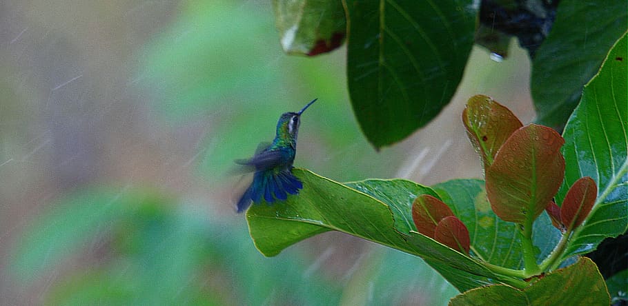 hummingbird near green leafed plant, nature, insect, plant part HD wallpaper