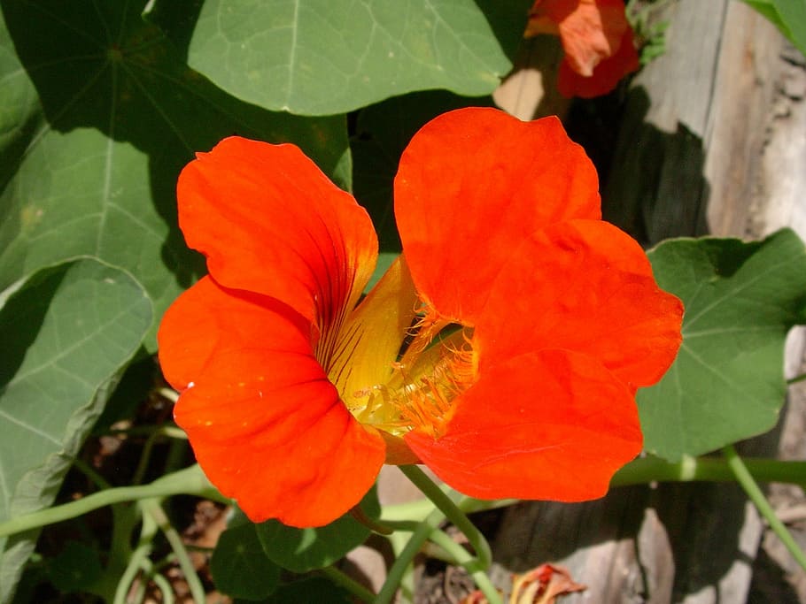 nasturtium, red, flower, nature, plant, leaf, flowering plant HD wallpaper