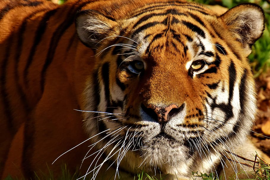 shallow focus photography of tiger, predator, lurking, fur HD wallpaper