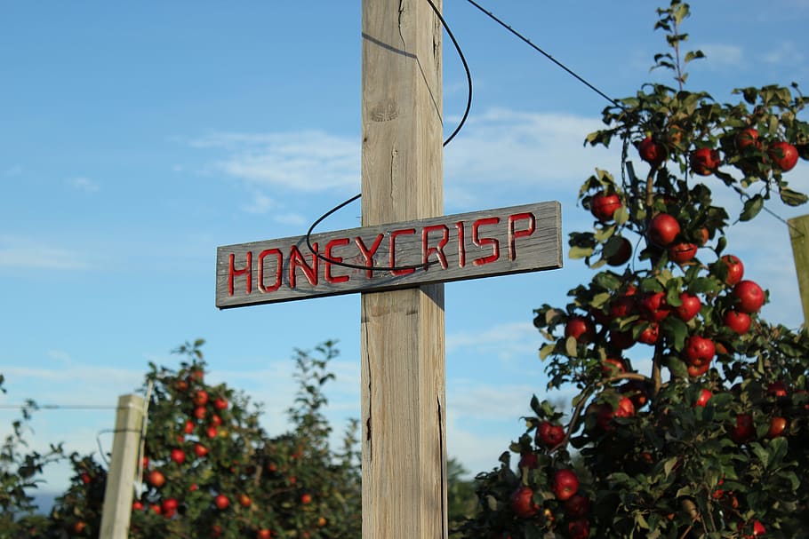 apple, sign, rustic, farm, red, communication, text, sky, healthy eating HD wallpaper