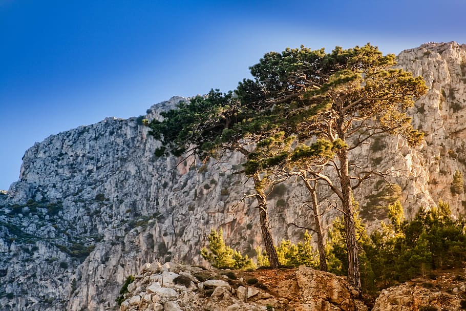 pine, steinig, stones, rock, mountains, landscape, dry, summer HD wallpaper