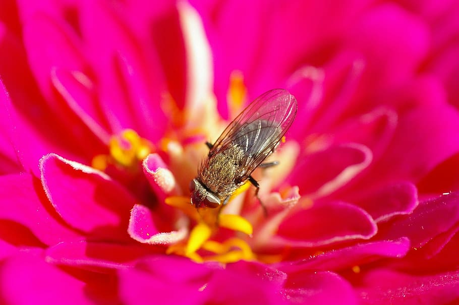 fly, blossom, bloom, summer, insect, nature, flowering plant HD wallpaper