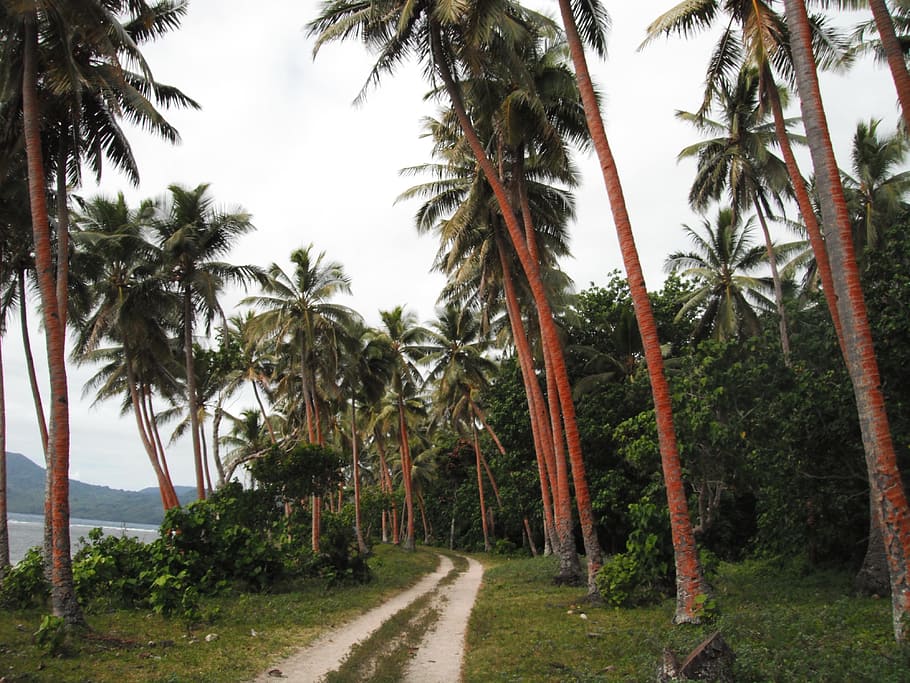 palm, trees, path, palms, ocean, beach, sea, paradise, exotic HD wallpaper