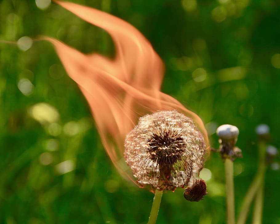 Fire, Dandelion, Wood, Flame, flames, the flame, flower, nature HD wallpaper
