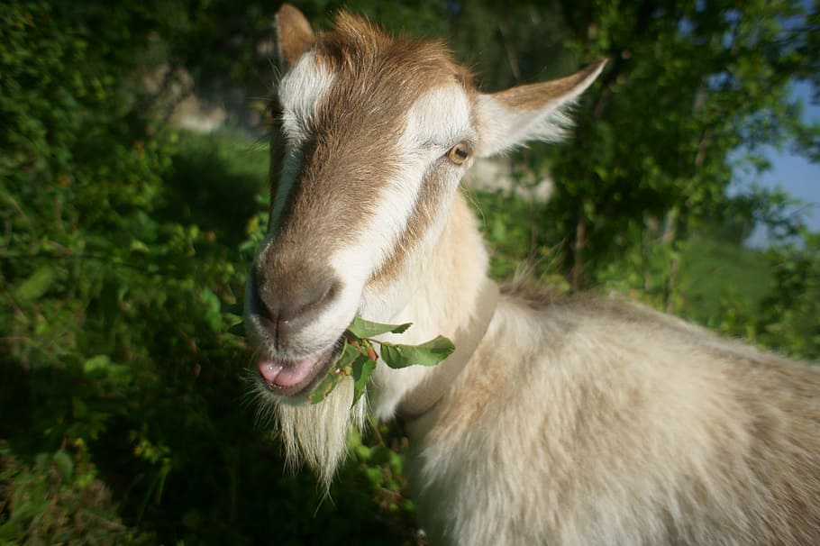 goat, pets, grass, meadow, animal, goats, ovis, head, closeup HD wallpaper