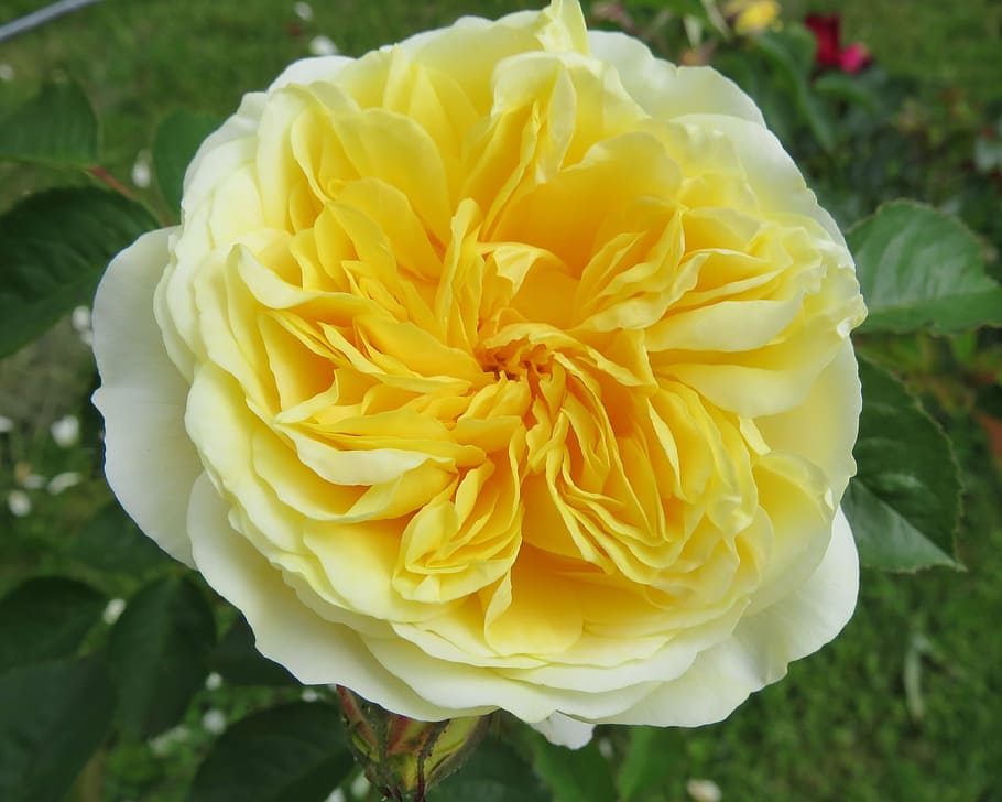 rose, yellow, flower, summer, friendship, joy, garden, flowering plant HD wallpaper