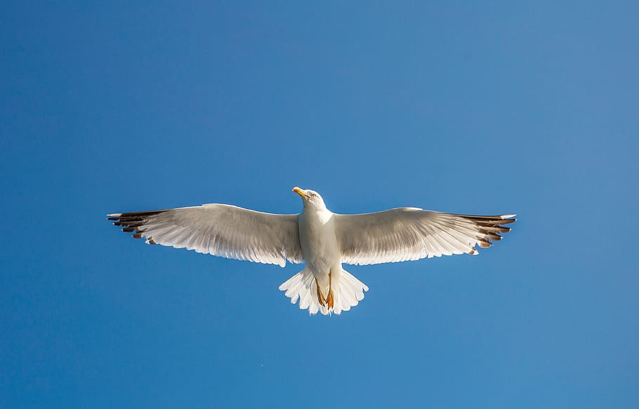 Seagull, Ave, Flight, Bird, Wings, animals, bird watching, fly HD wallpaper