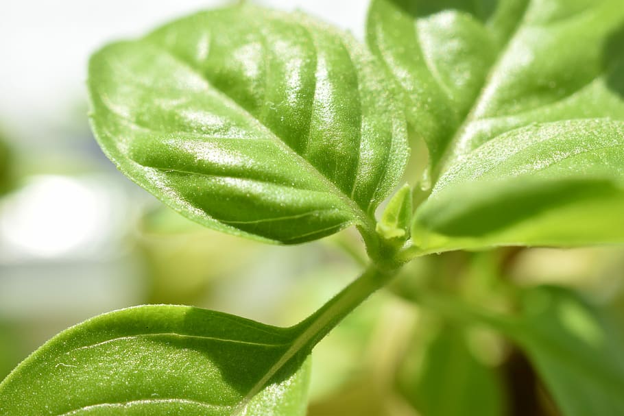 Herbs, Basil, Kitchen, Cook, Spice, green, leaf, green color HD wallpaper