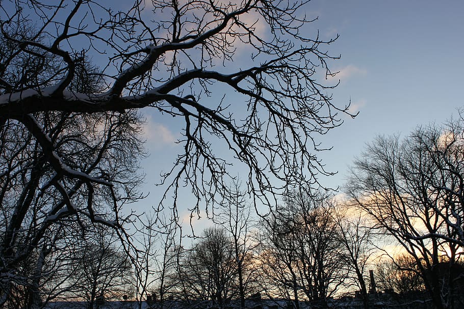 tree, nature, tree branch, forest, branches, tribe, bare tree HD wallpaper