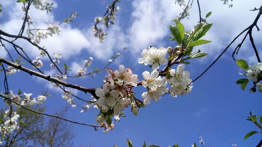 cherry, tree, flower, nature, springtime, branch, blossom, flower Head HD wallpaper