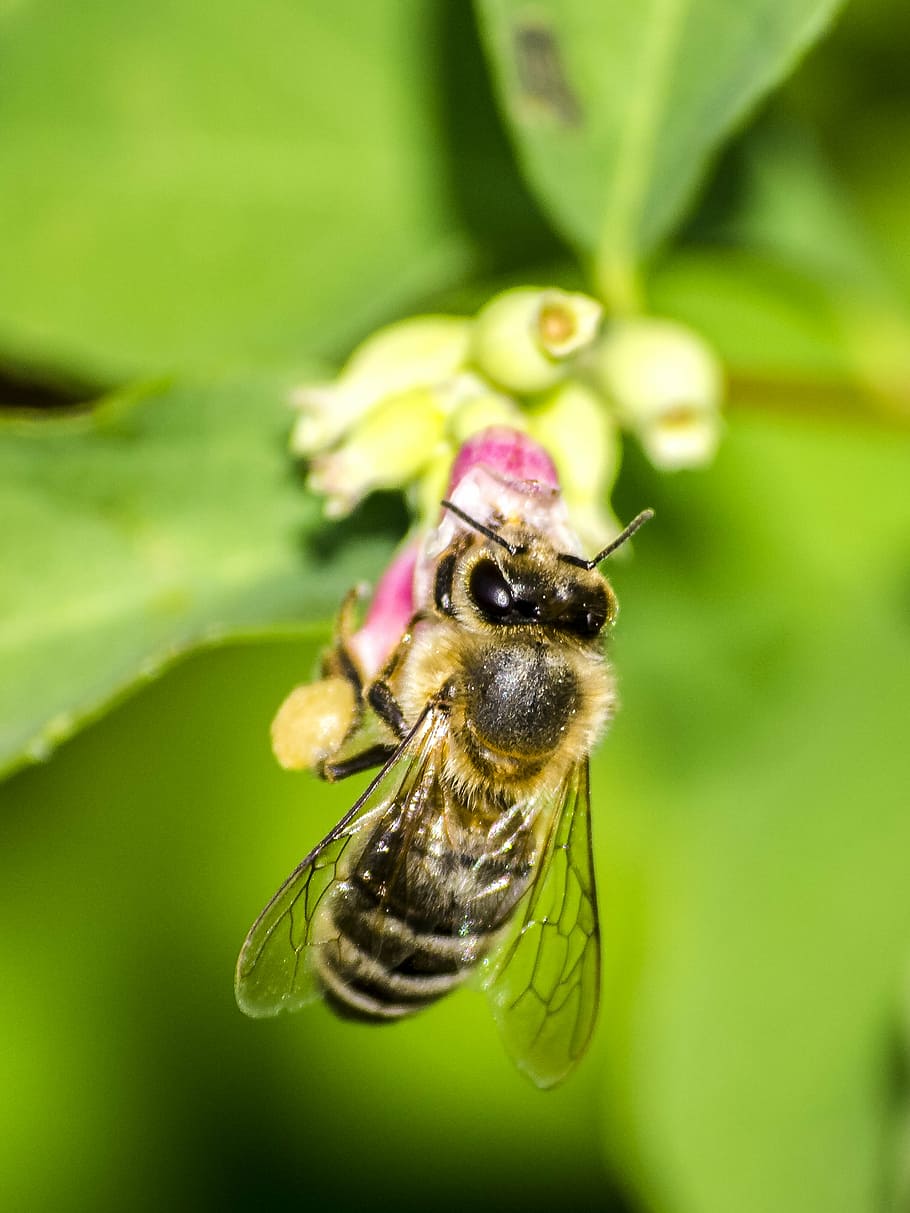 honey bee, insect, nature, animal, macro, close-up, pollination HD wallpaper