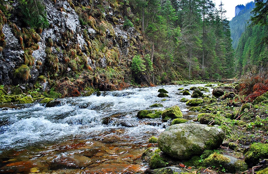 body of water between stones and trees, torrent, tatry, stream
