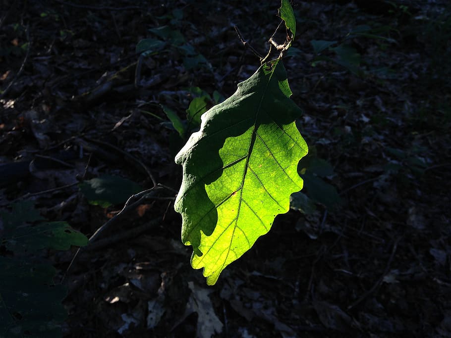 leaf, light, nature, plant, green, natural, sunny, park, environment HD wallpaper