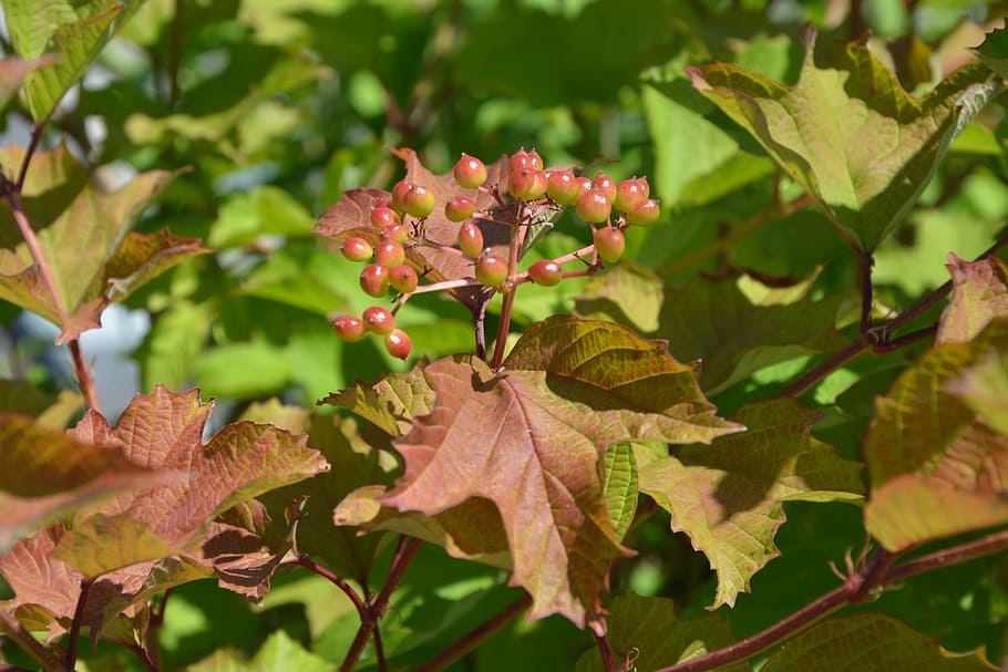 shrub, foliage, fruit, green, nature, botany, park, red fruits HD wallpaper