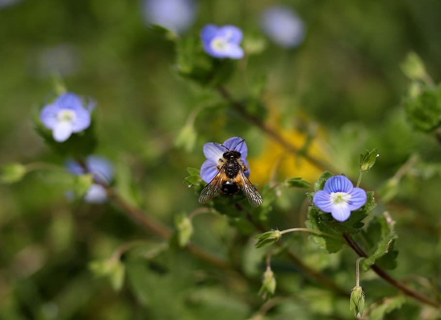 bee, cornflower, flowering plant, fragility, vulnerability HD wallpaper