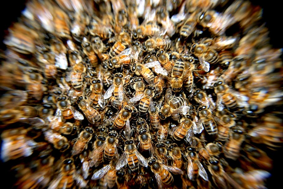 swarm of honeybee closeup photography, bees, insects, macro HD wallpaper