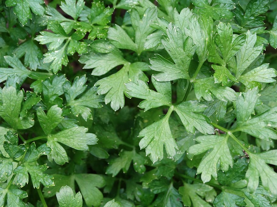 parsley, italian parsley, green, herb, cooking, delicious, green color