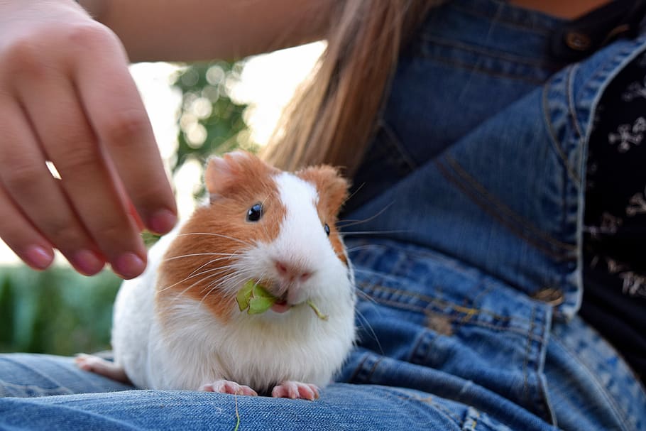 guinea pig, pet, cute, grass, eat, one animal, one person, mammal