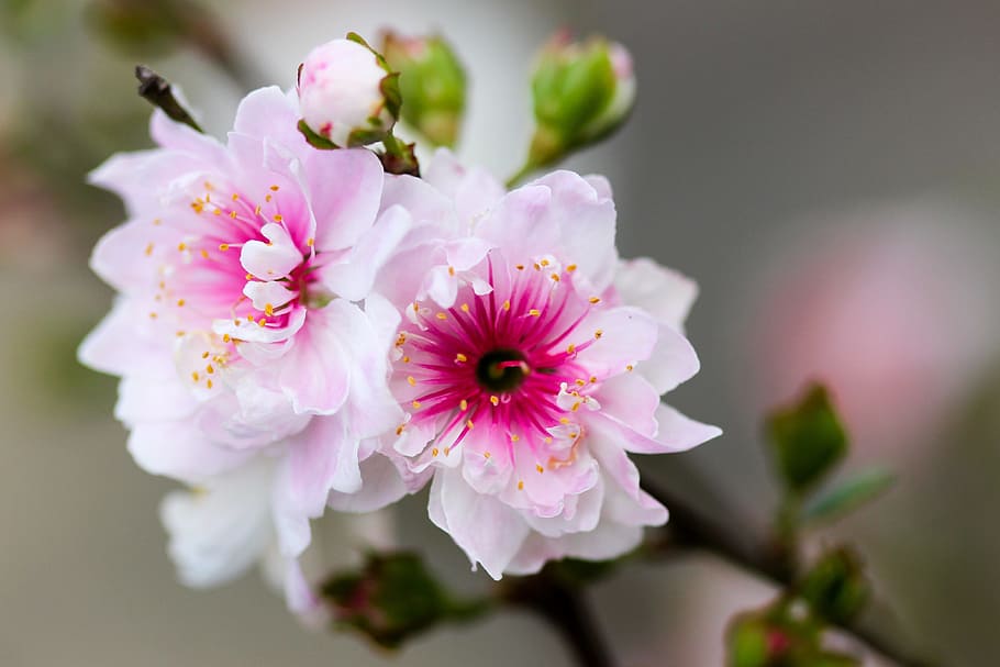 flower, white, petal, bloom, garden, plant, nature, autumn HD wallpaper