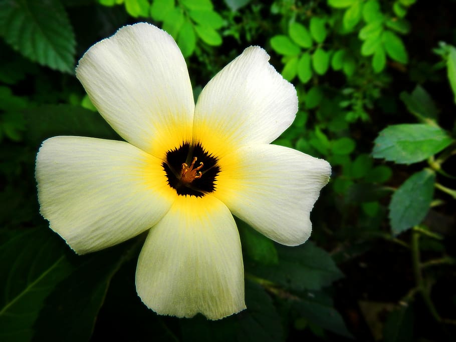 flower, garden, white, flowering plant, vulnerability, petal HD wallpaper